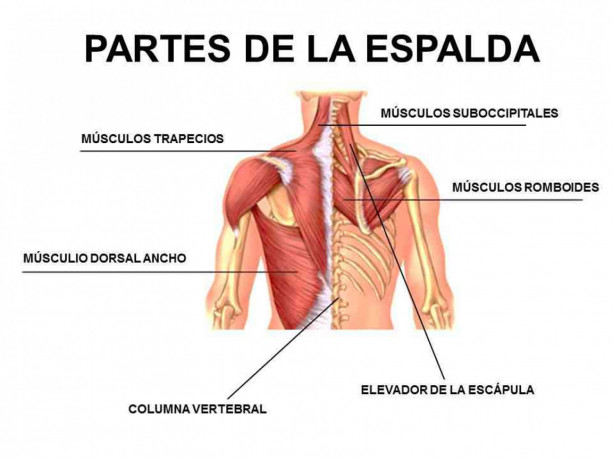 masajes-relajantes-quiromasajes-y-sensitivos-en-camilla-con-final-feliz-big-1